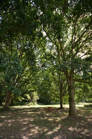 Notre sous-bois