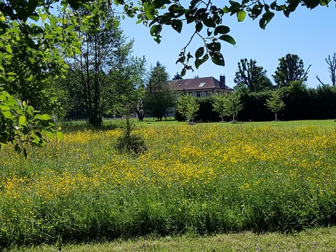 La prairie au printemps